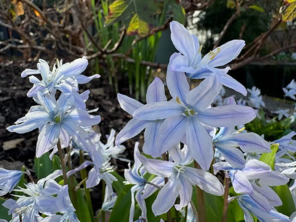 Scilla mischtschenkona 04.jpeg