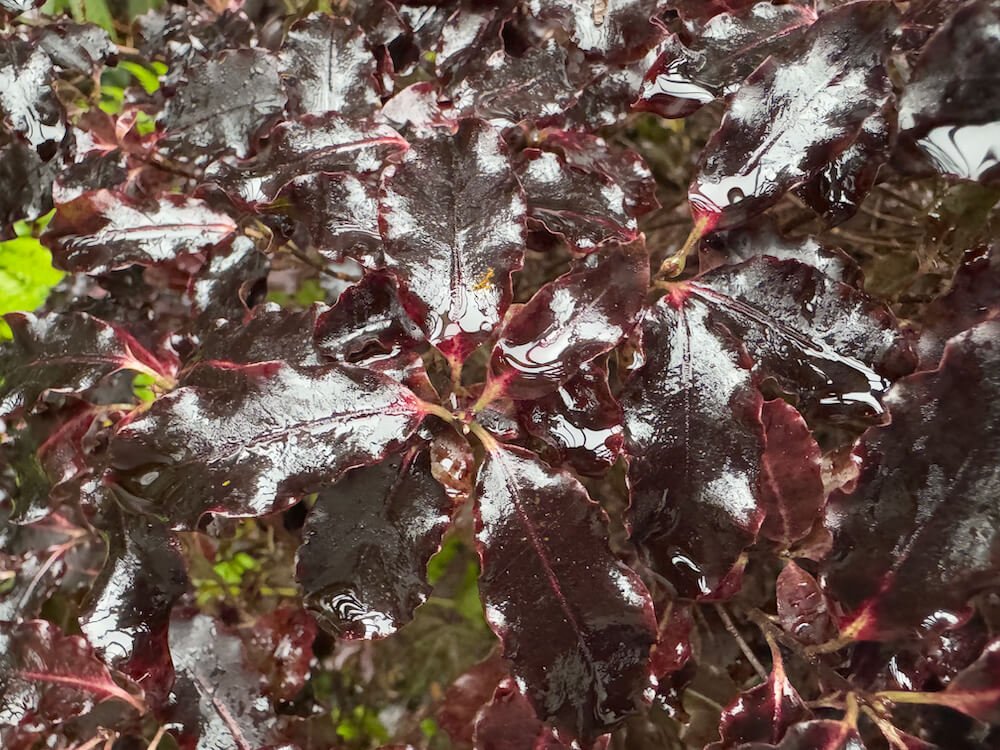 Pittosporum tenuifolium ‘Tom Thumb’ 06.jpeg
