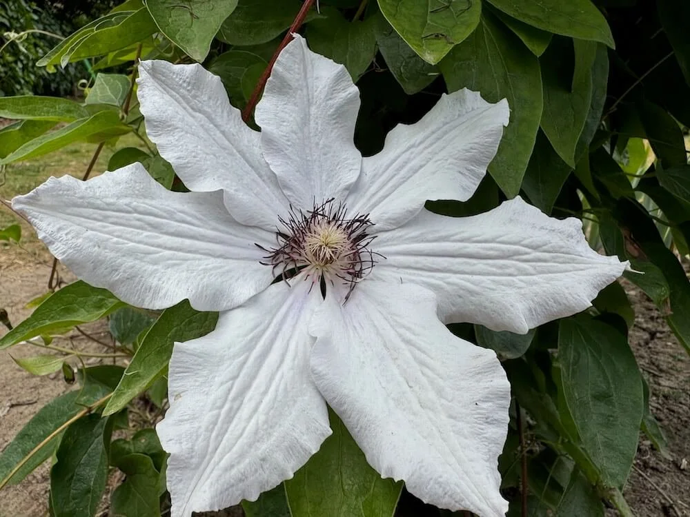 Clematis 'Snow Queen' 02.jpeg