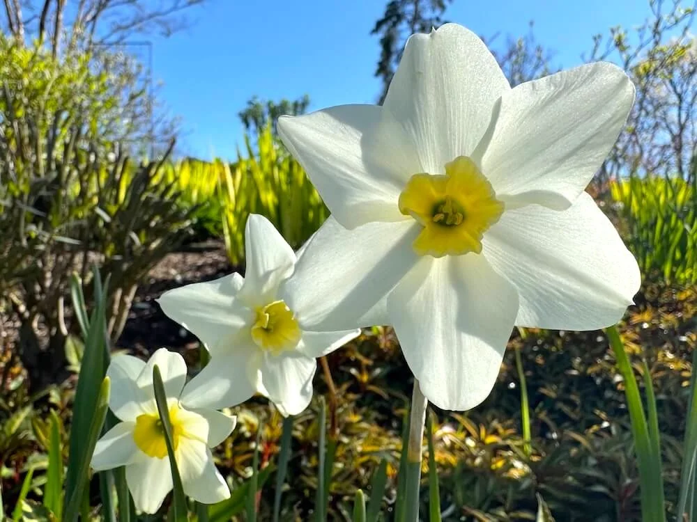 Narcissus 'Lieke' 03.jpeg