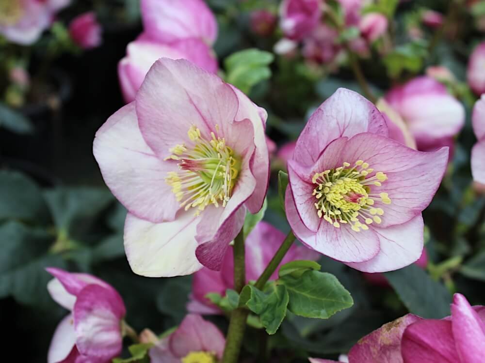 Helleborus x lemperii HGC Winter Ballet 'Liara' 04.jpeg
