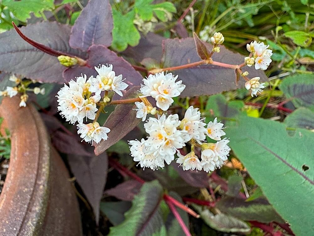 Persicaria microcephala 'Red Dragon' 09.jpeg