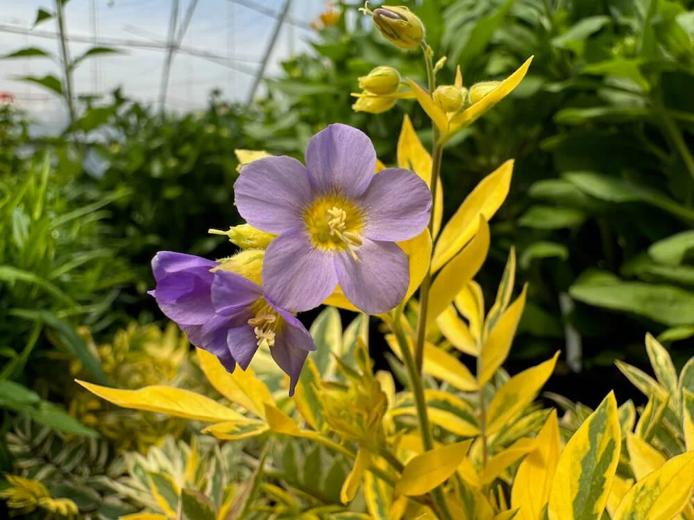 Polemonium pulcherrimum 'Golden Feathers' 02.jpeg