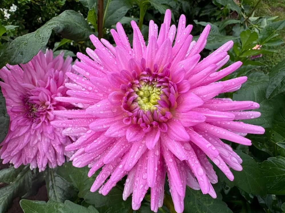 Dahlia 'Pink Gingham' 01.jpeg