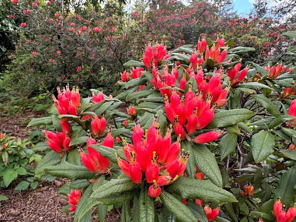 Rhododendron spinuliferum 02.jpeg