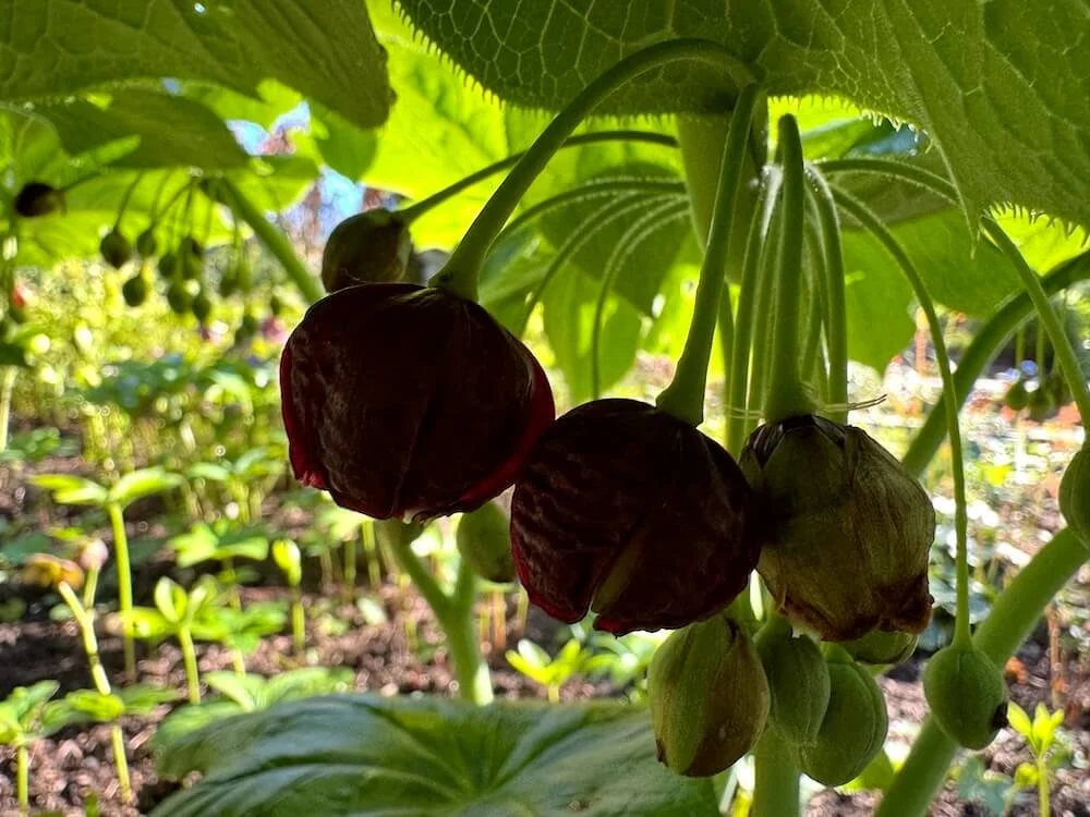 Podophyllum versipelle 03.jpeg