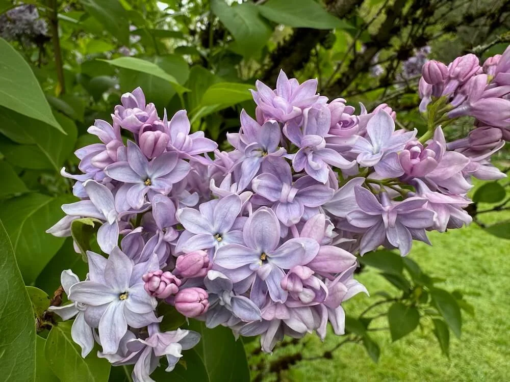 Syringa vulgaris 'President Grevy' 02.jpeg