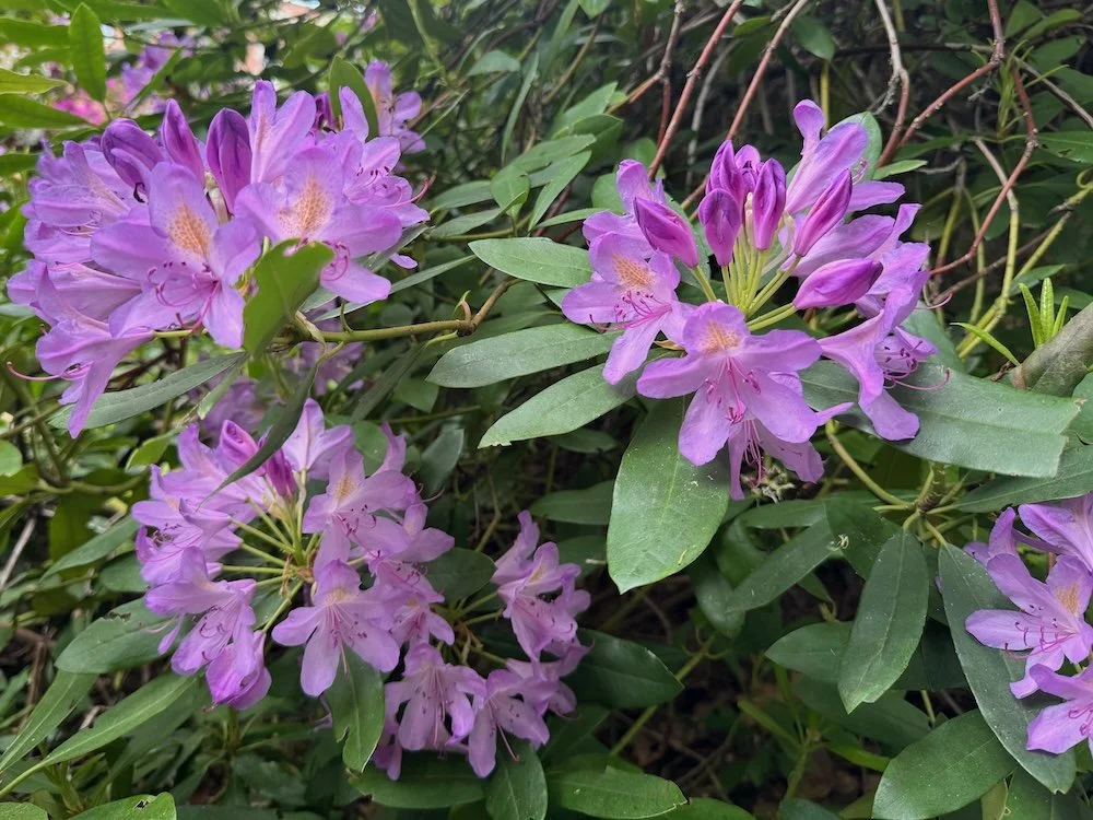 Rhododendron catawbiense 'Grandiflorum' 02.jpeg