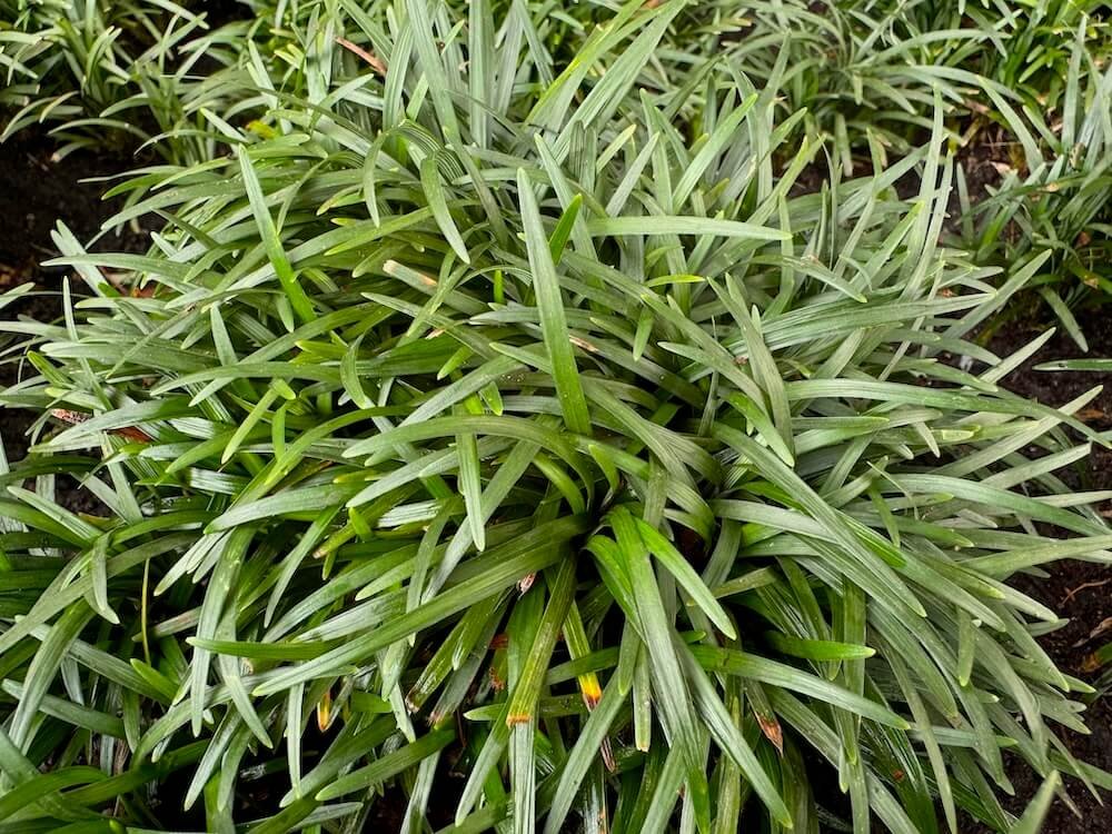 Ophiopogon japonicus 'Nanus' 01.jpeg