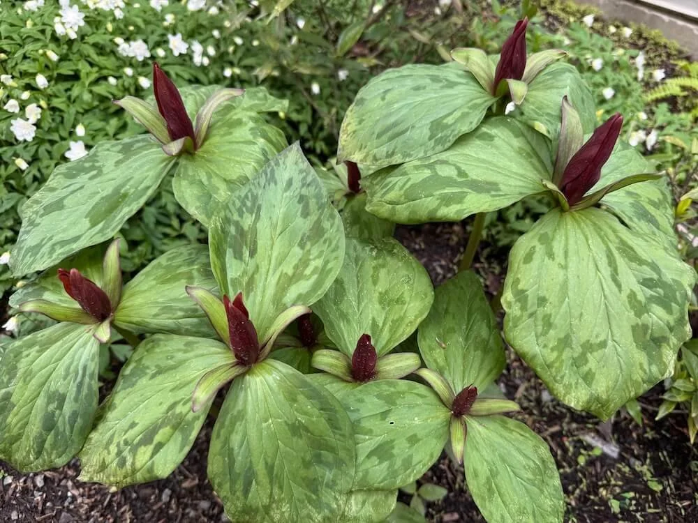 Trillium cuneatum 02.jpeg
