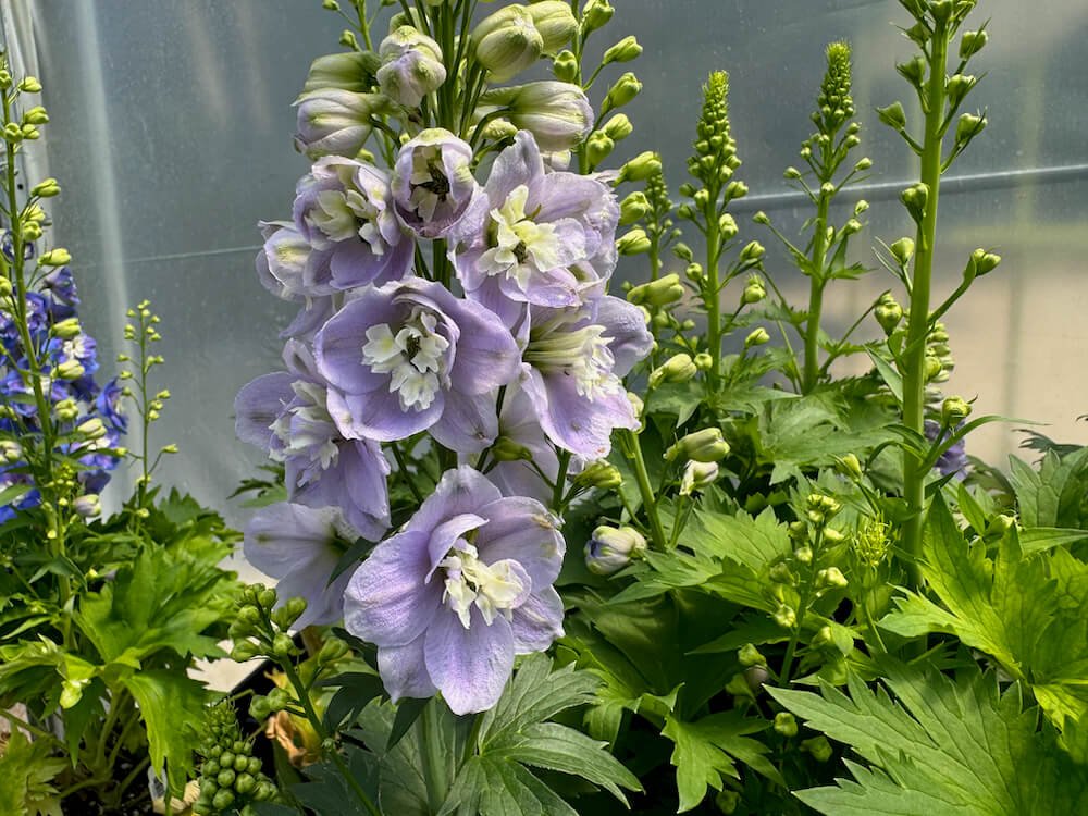 Delphinium elatum 'Aurora Lavender' 03.jpeg