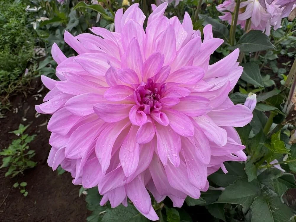Dahlia 'Cloudburst' 04.jpeg