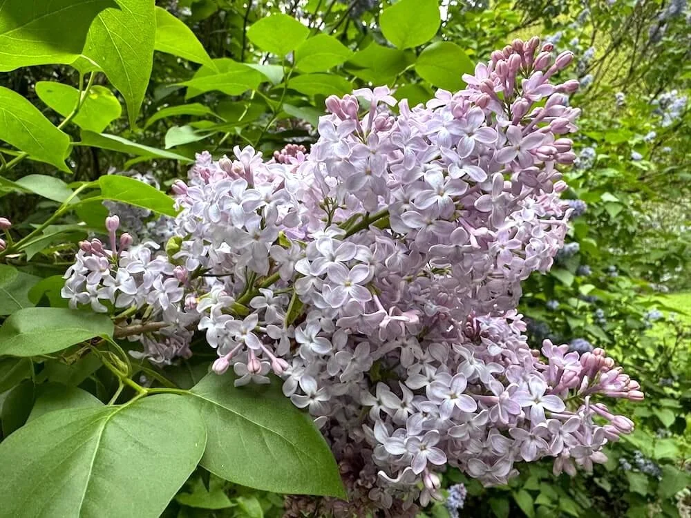 Syringa vulgaris ‘Firmament’ 02.jpeg