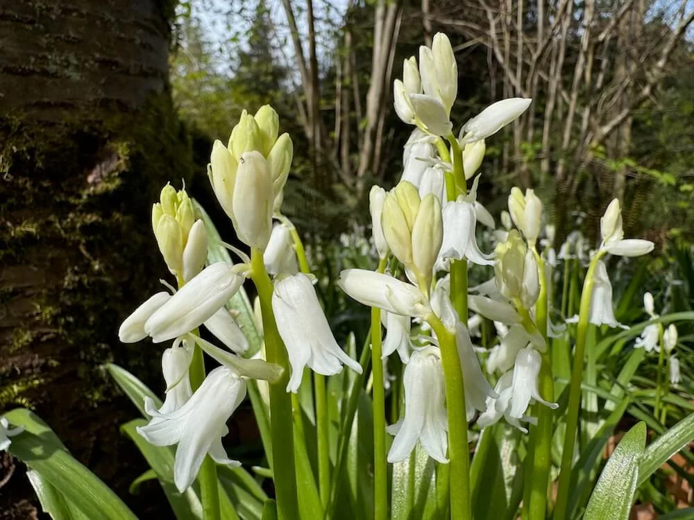 Hyacinthoides hispanica 'Alba' 01.jpeg