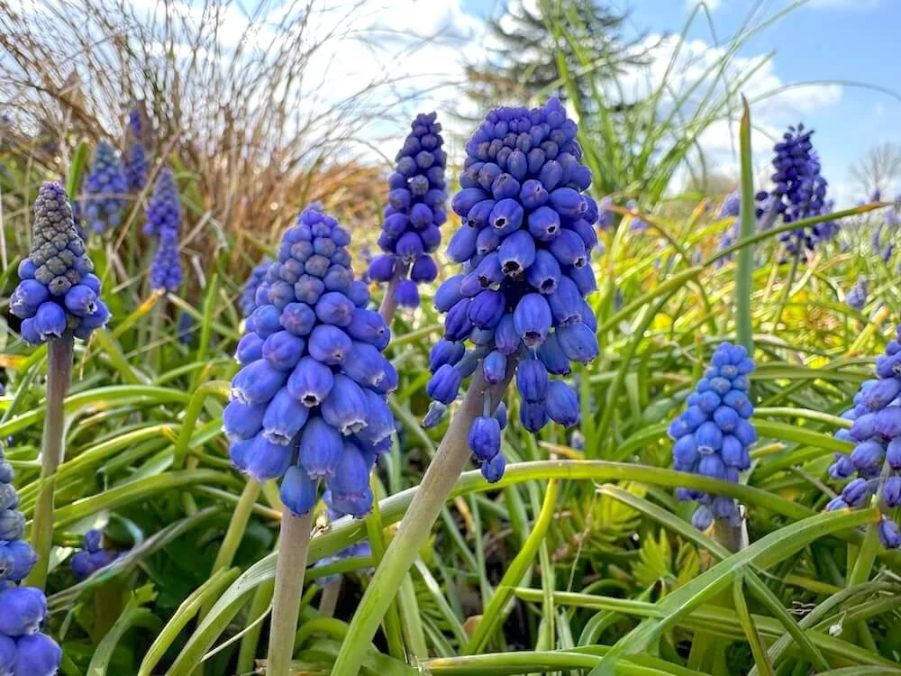 Muscari armeniacum 04.jpeg