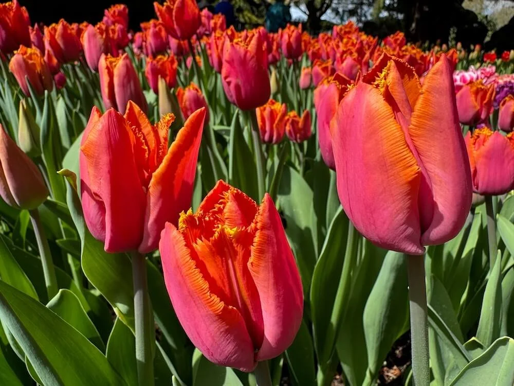 Tulipa 'Wowee' | Wowee Fringed Tulip