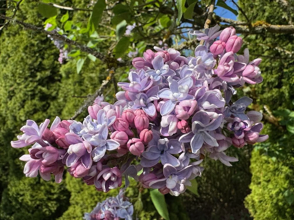 Syringa vulgaris 'Nadezhda' | Nadezhda Lilac