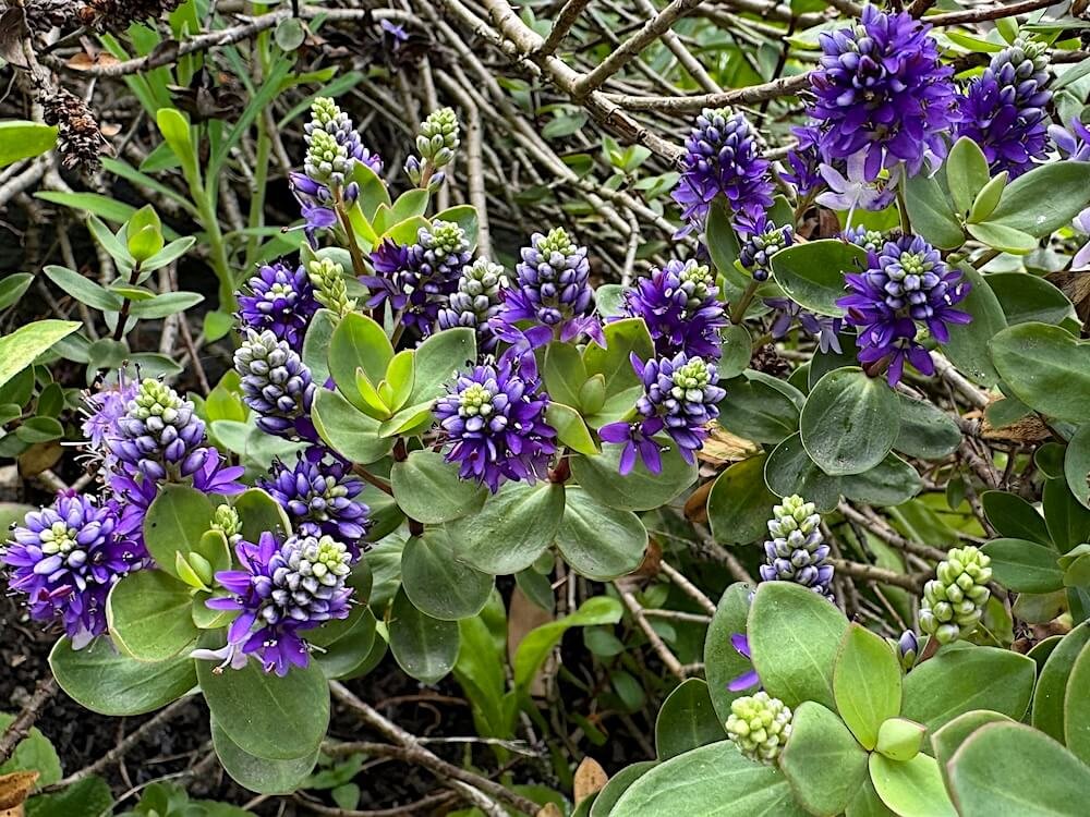 Veronica x franciscana 'Blue Gem' 02.jpg