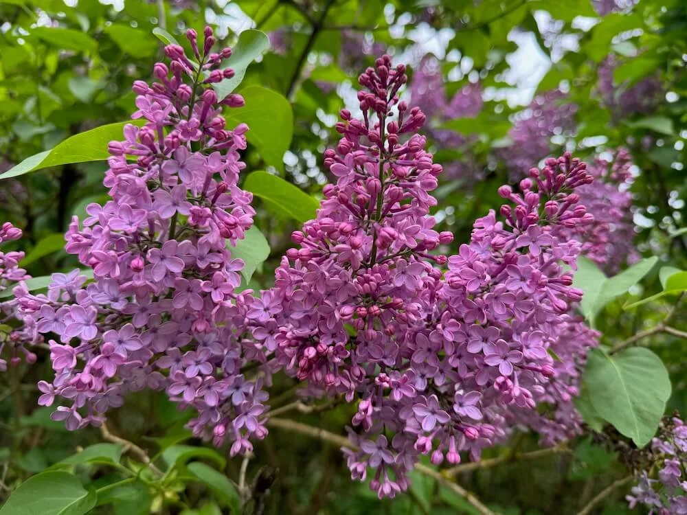 Syringa x 'Old Glory' 01.jpeg