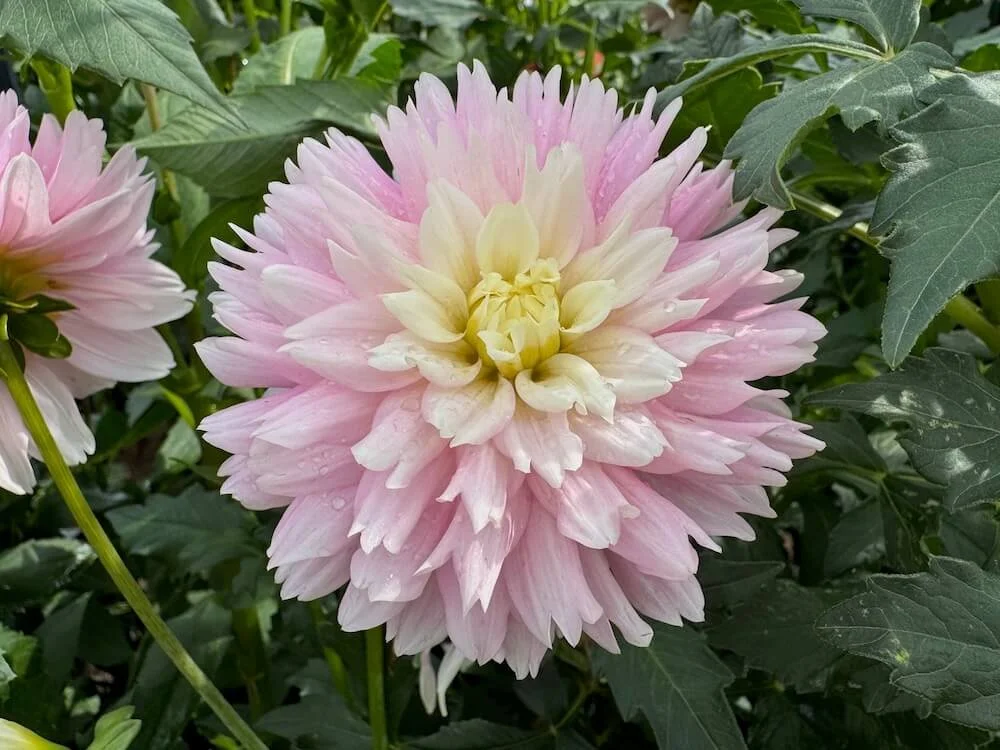 Dahlia 'Chilson's Pride' 01.jpeg