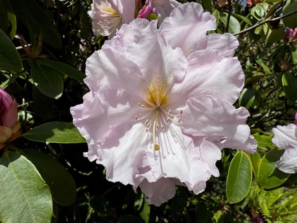 Rhododendron 'Loderi King George' 01.jpeg