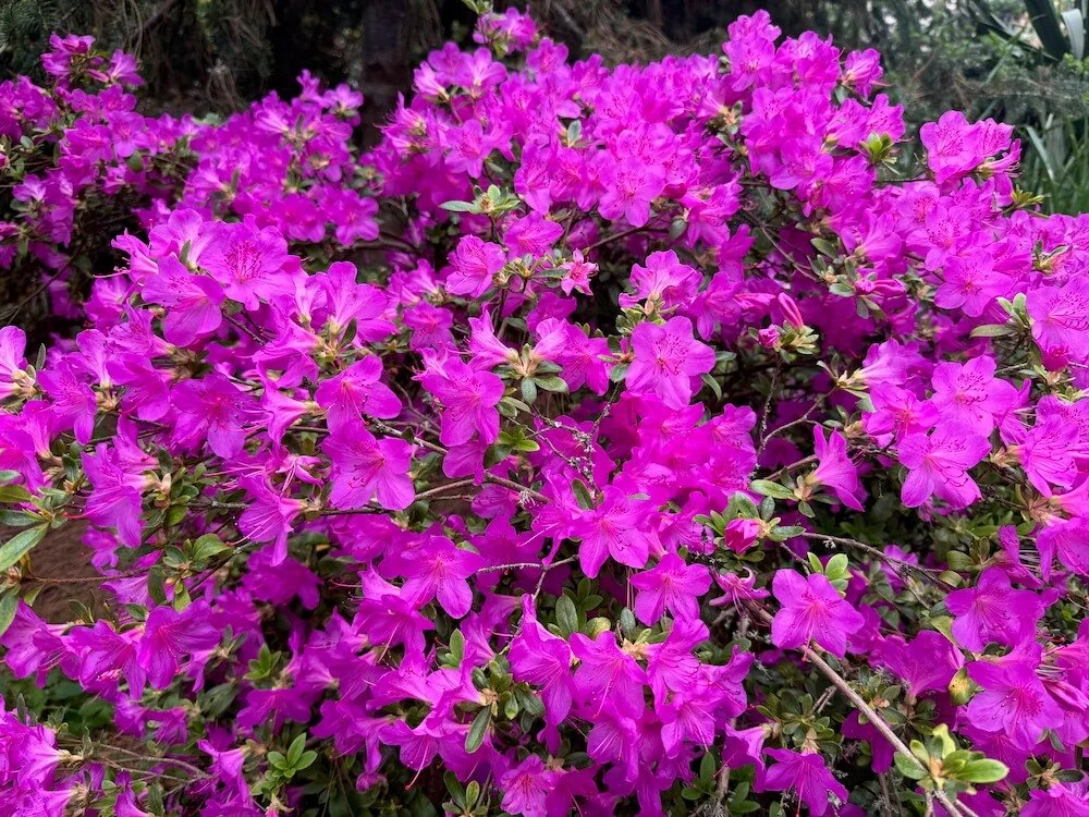 Rhododendron ‘Blue Danube’ 03.jpeg