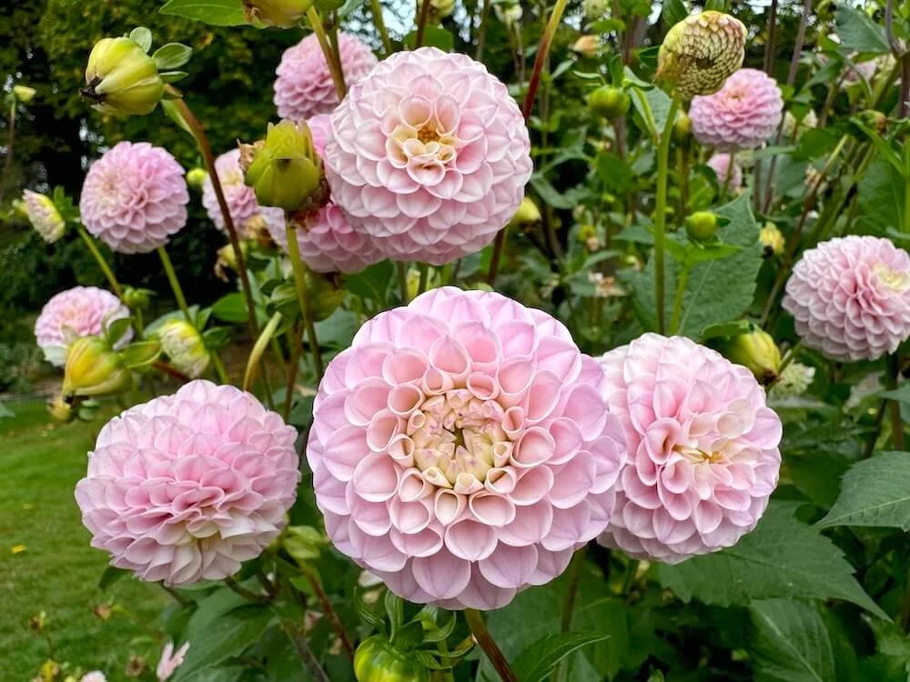 Dahlia 'Wizard of Oz' | Wizard of Oz Dahlia