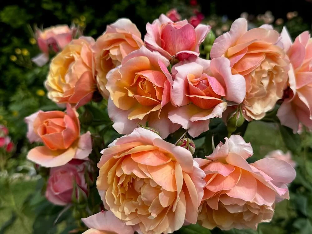 Rosa 'State of Grace' | State of Grace Grandiflora Rose