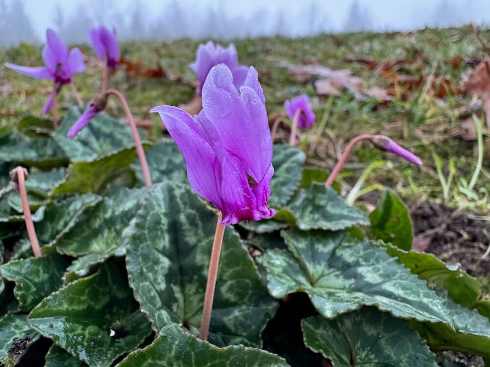 Cyclamen hederifolium 04.jpeg