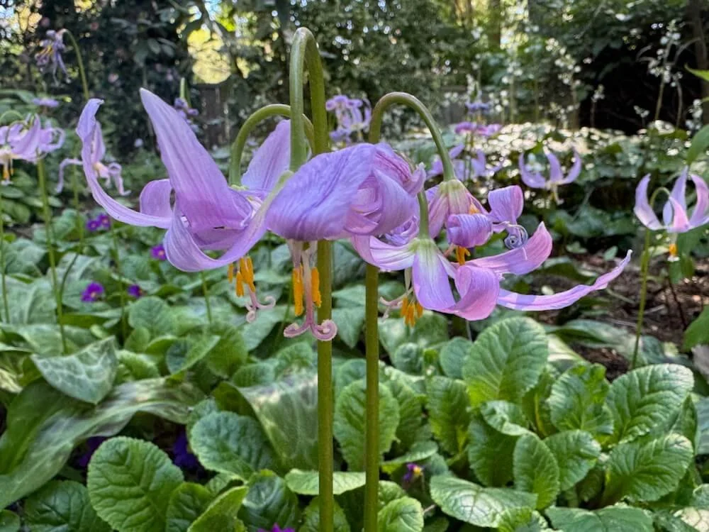 Erythronium revolutum 02.jpeg