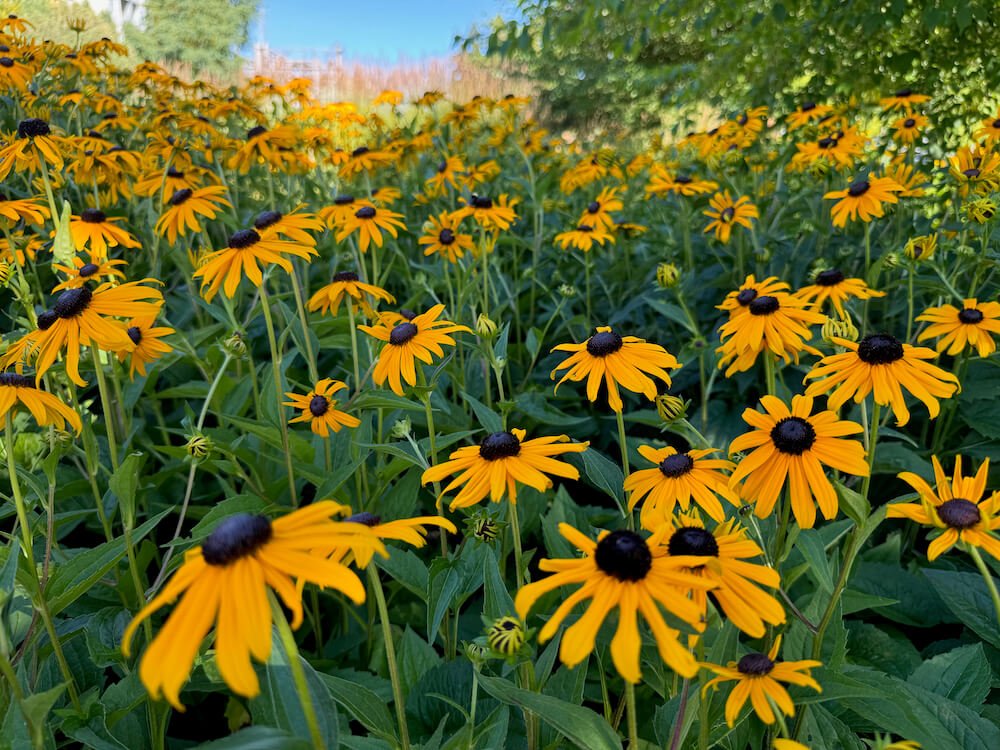 Rudbeckia fulgida var. sullivantii 'Goldsturm' 02.jpeg