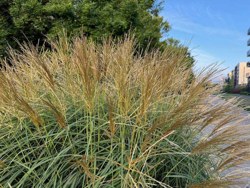Miscanthus sinensis 'Adagio' 04.jpeg