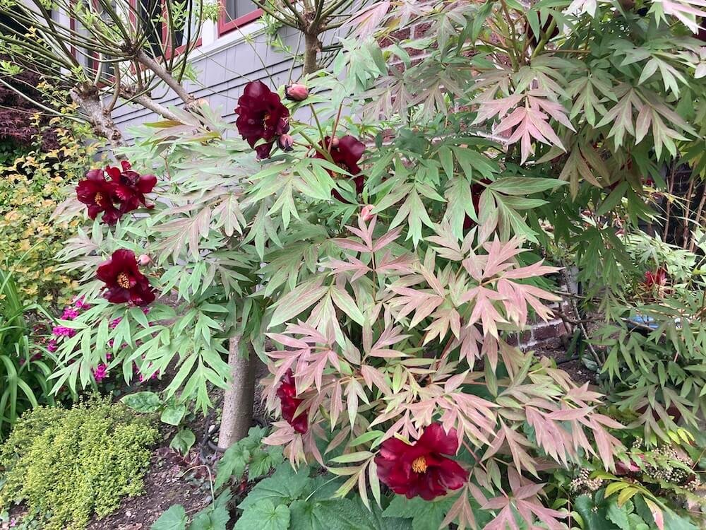 Paeonia x intersectional 'scarlet heaven' 05.jpeg