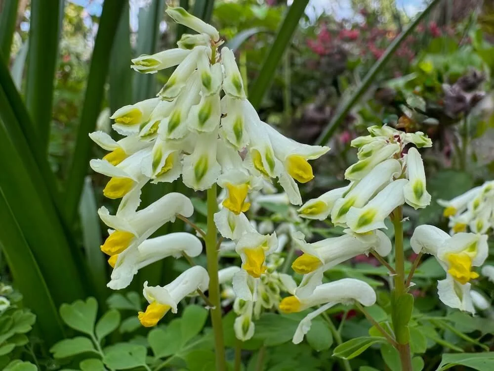 Corydalis ochroleuca | White Corydalis