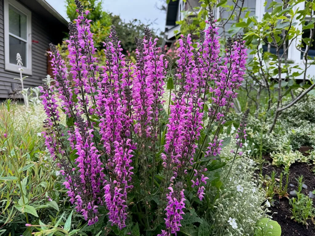 Salvia nemorosa ‘New Dimension Rose’ 01.jpeg