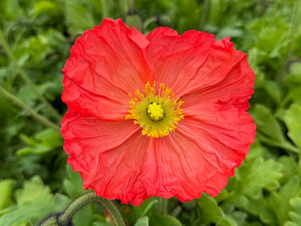 Papaver mudicaule 'Champagne Bubbles' 02.jpeg