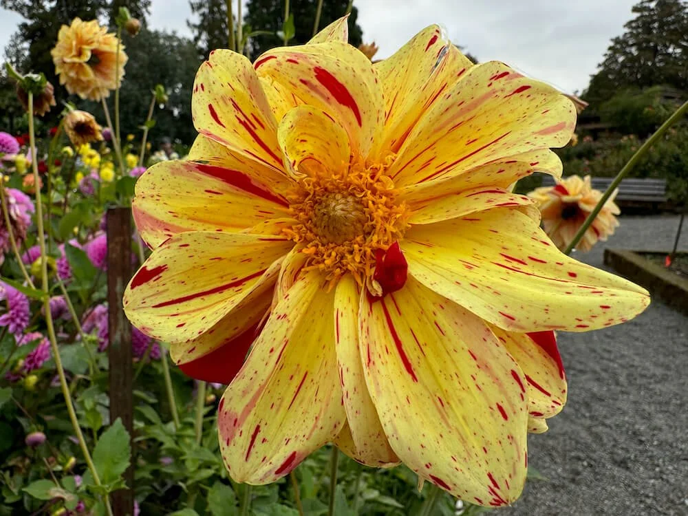 Dahlia 'Gloriosa' 03.jpeg