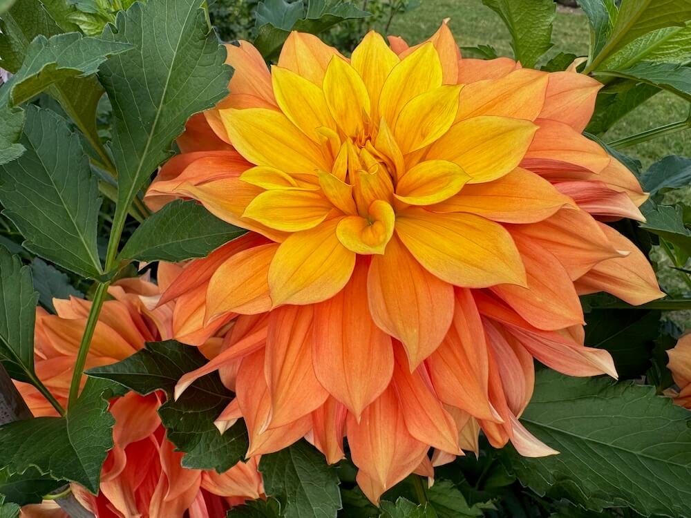 Dahlia 'Honey Bun' | Honey Bun Dahlia