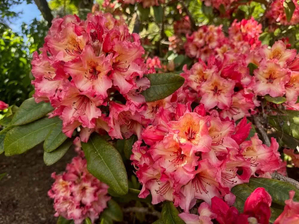 Rhododendron 'Fire Rim' 04.jpeg