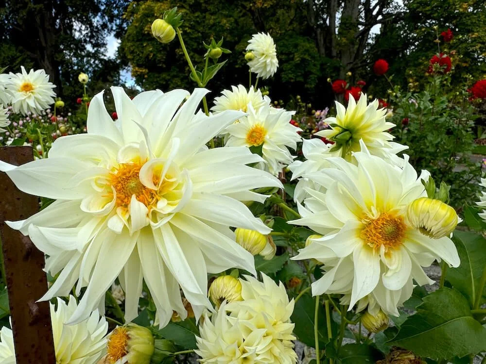 Dahlia 'AC Andromeda' 03.jpeg