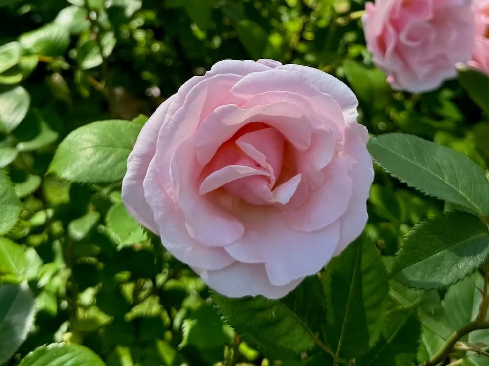 Rosa 'Queen Elizabeth' 02.jpeg