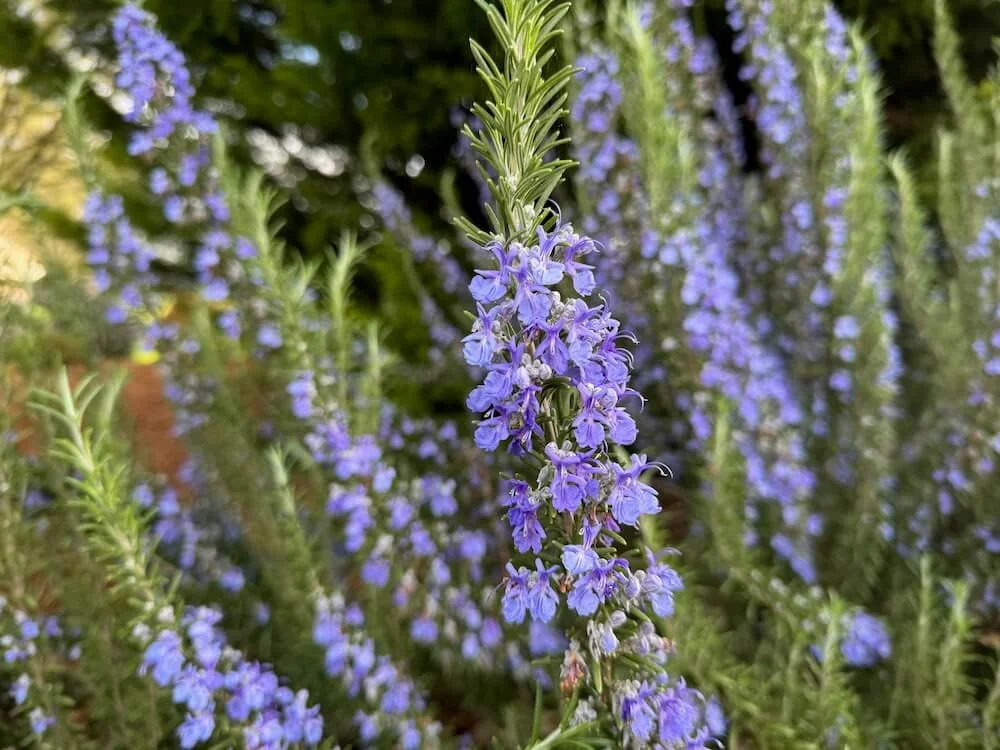 Rosmarinus officinalis 'Tuscan Blue' 04.jpeg