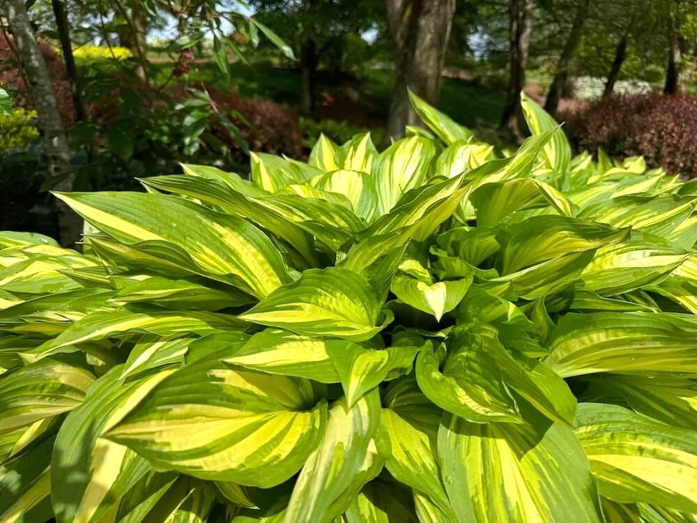 Hosta 'Whirlwind' 02.jpeg