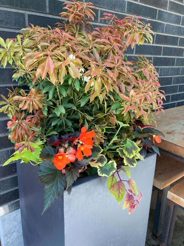 Pieris japonica 'Mountain Fire' 03.jpeg
