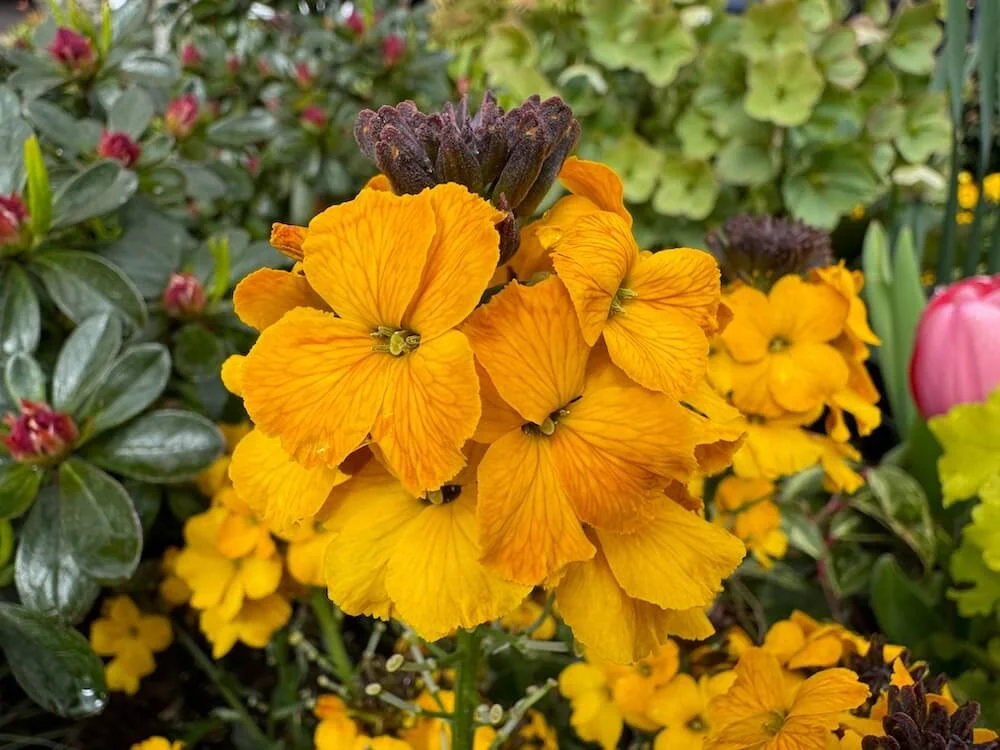 Erysimum linifolium 'Erysistible Yellow' 01.jpeg