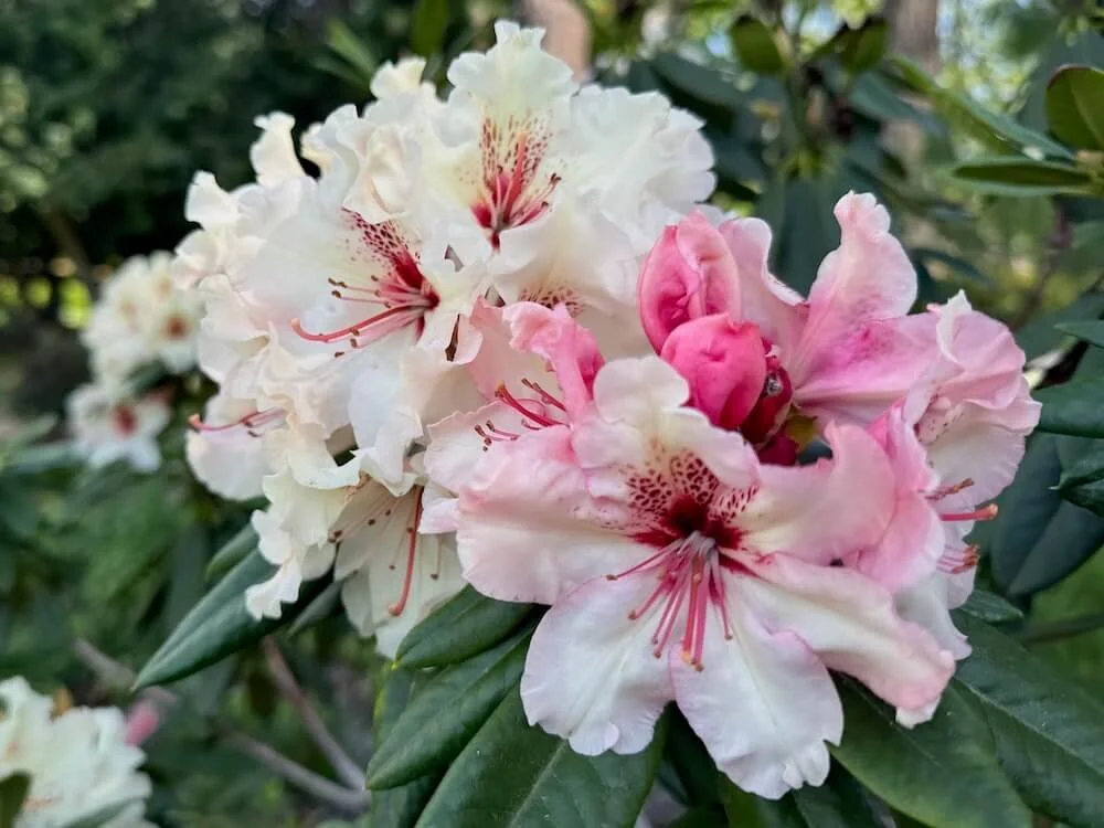 Rhododendron 'Ice Music' 02.jpeg