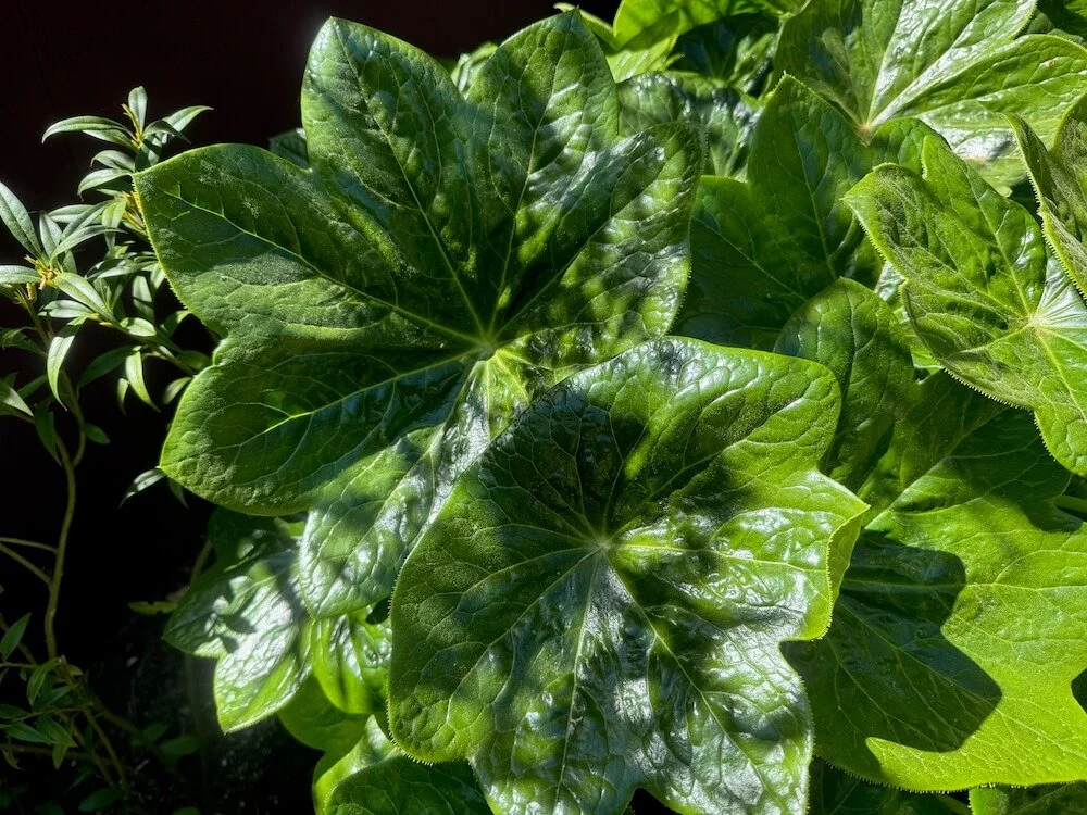 Podophyllum pleianthum 'Snowfall' 02.jpeg
