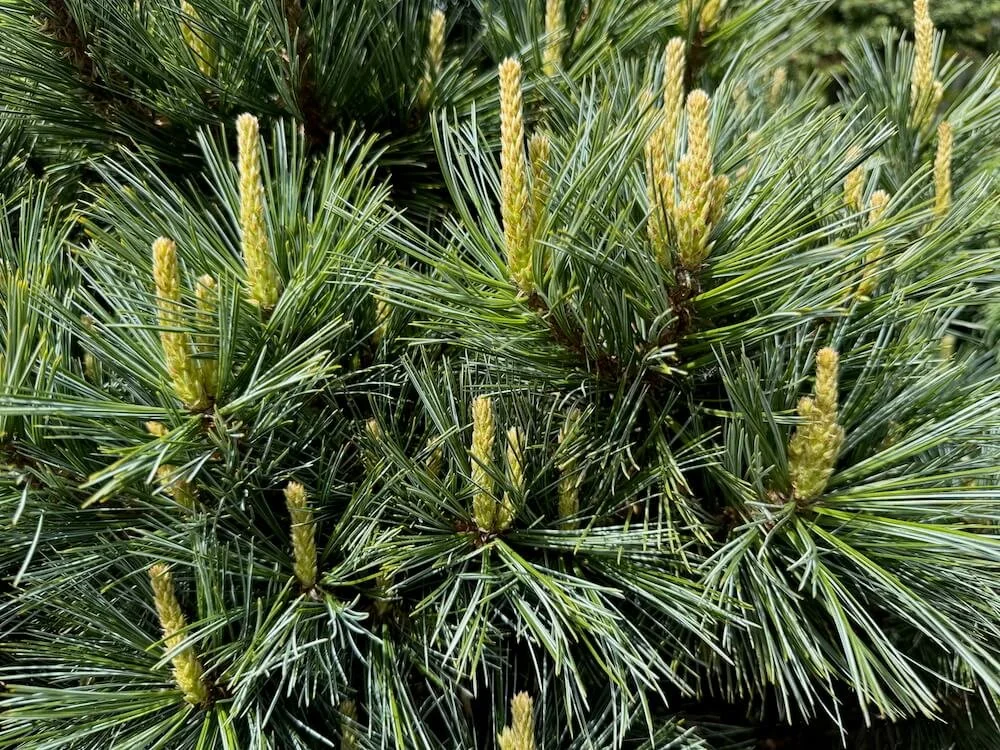 Pinus flexilis 'Lil Wolf' 02.jpeg