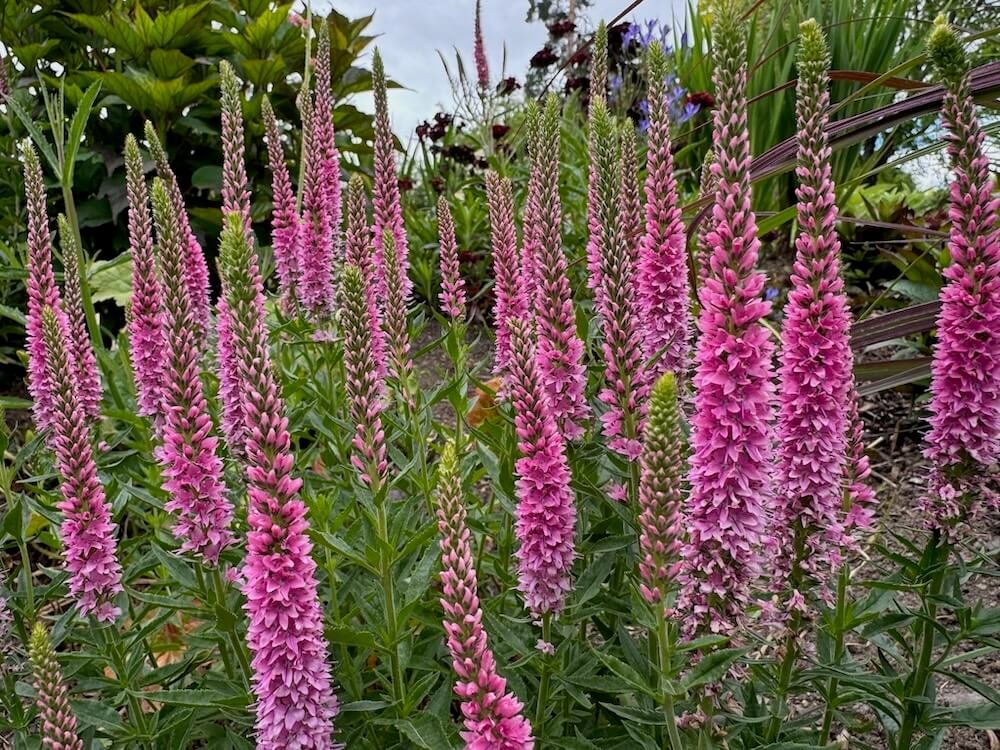 Veronica longifolia 'Perfectly Picasso' 03.jpeg