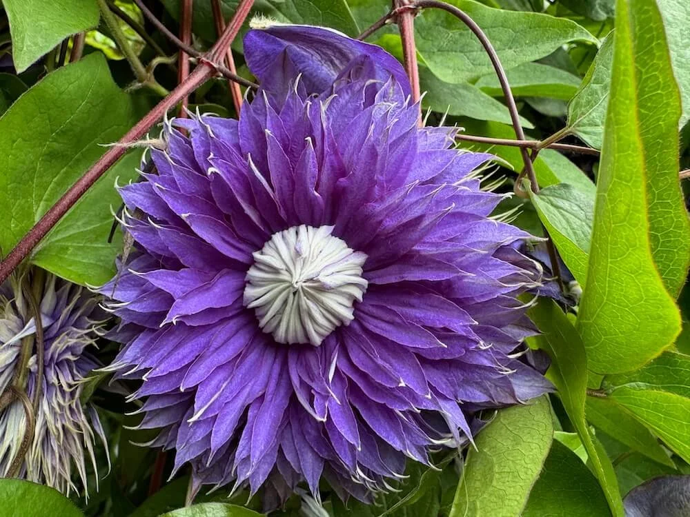Clematis 'Multi Blue' 05.jpeg